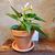 Anthurium.jpg