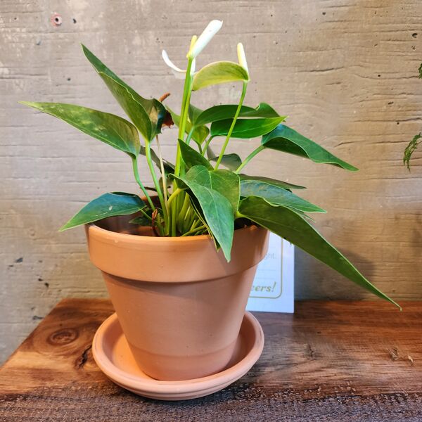 File:Anthurium.jpg