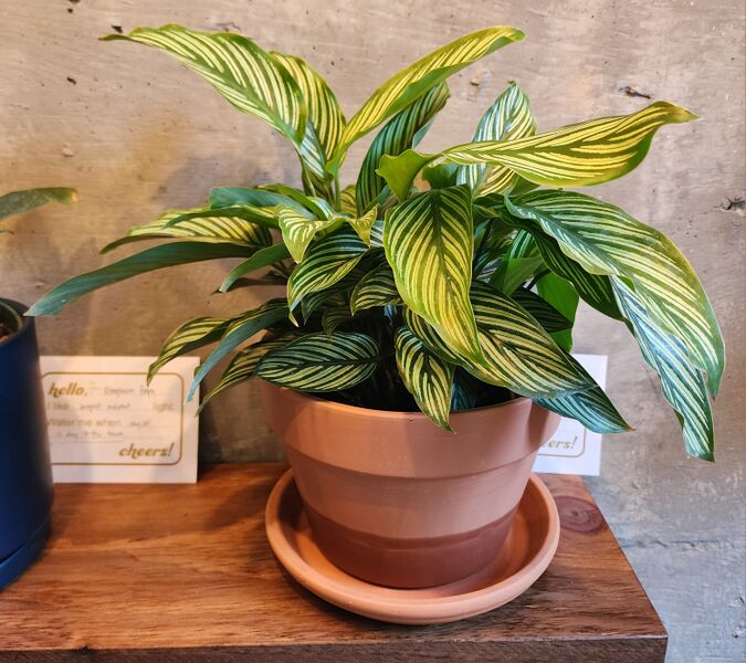 File:Calathea.jpg