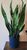 SnakePlant.jpg