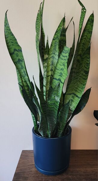 File:SnakePlant.jpg