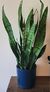 SnakePlant.jpg